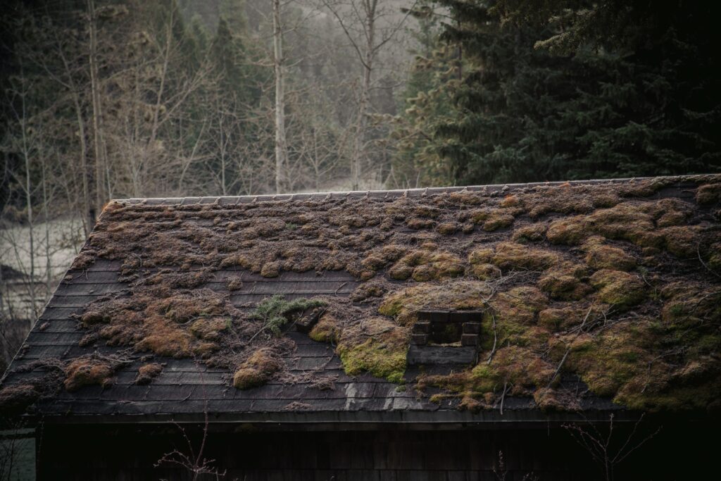 Best Time of Year to Remove Moss From Roof tiles and slates in the UK and Ireland